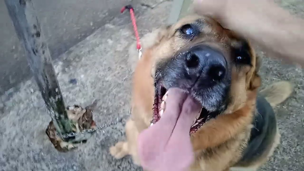 🐾 São 5:30 da manhã e já passeei com a guardiã (Pastor Alemão) por muito tempo.