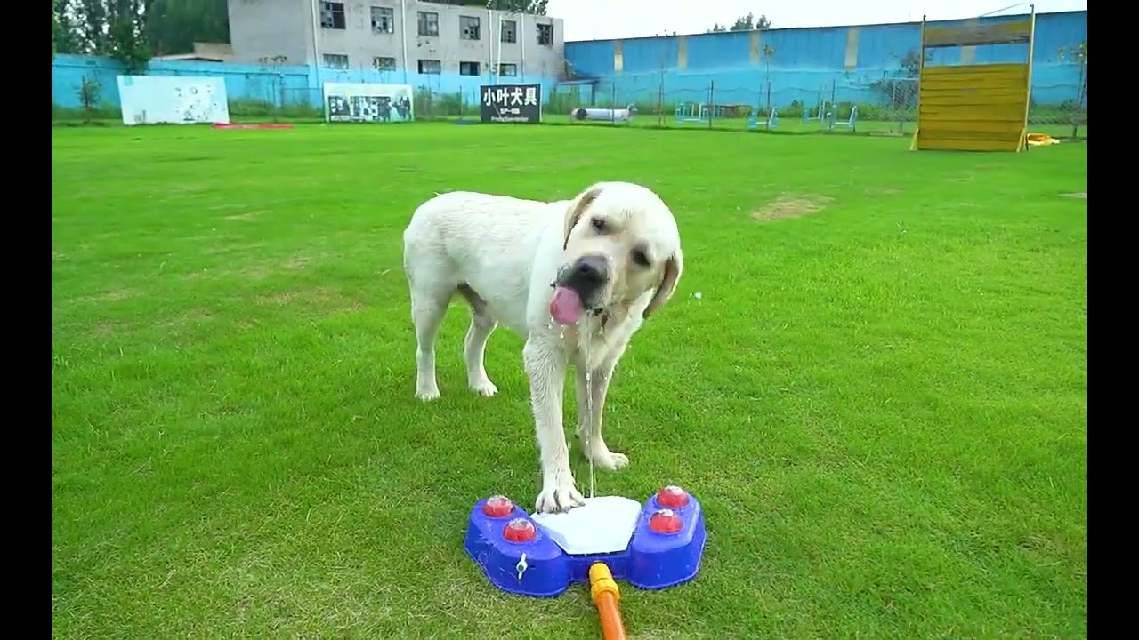Outdoor Automatic Dog Water Fountain Step On Toy Dog Drinking Joy With Pets Security Without Electri