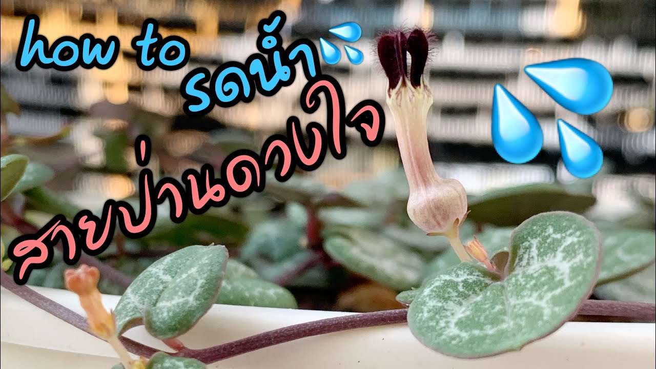 [ Rookie P ] EP105 : How to วิธีการรดน้ำสายป่านดวงใจ