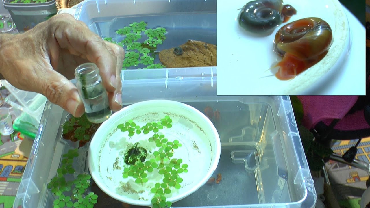 Schnecken Zucht und Wasserwechsel bei den Garnelen Caridina