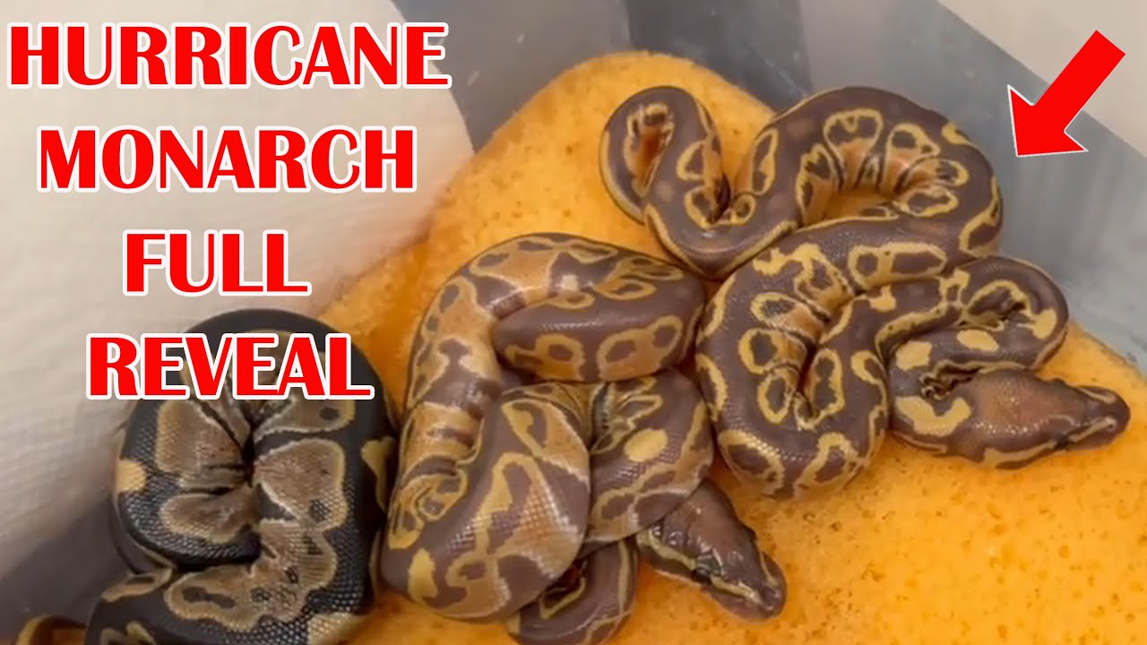 HURRICANE MONARCH FULL REVEAL! INSANE HYPO PIED CLUTCH!