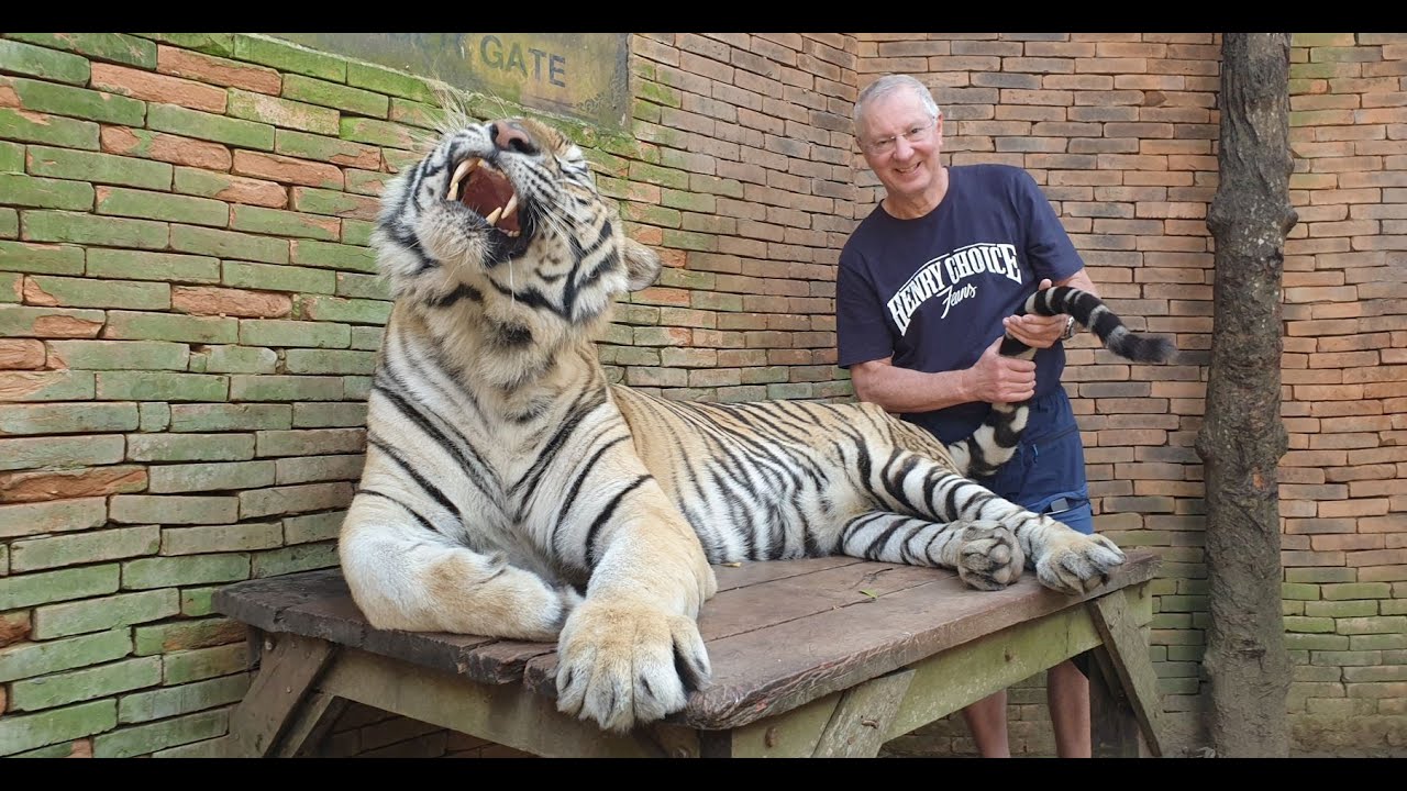 Tiger Kingdom Chiang Mai in Thailand
