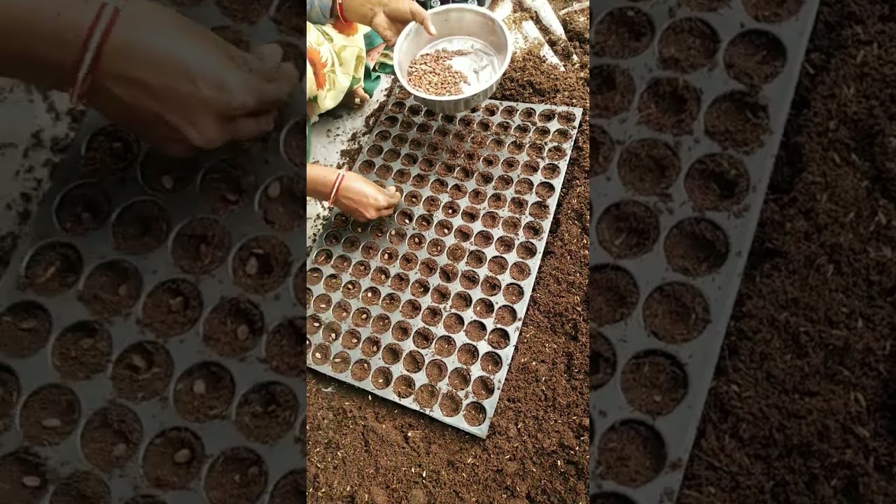 How Water Melon Seedlings Prepar At Nursery.