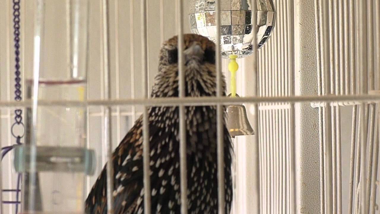 Talking Starling!