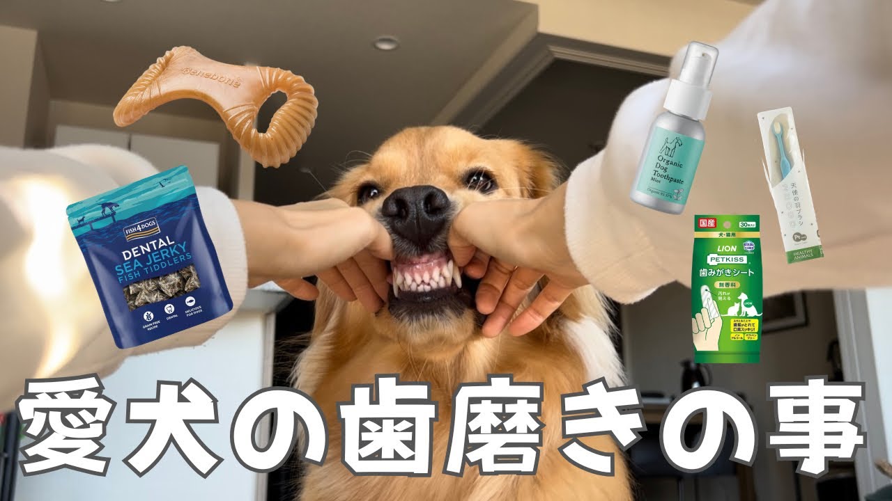 【一挙紹介】歯磨きの慣らし方｜グッズ｜歯磨きおやつ🦷🪥