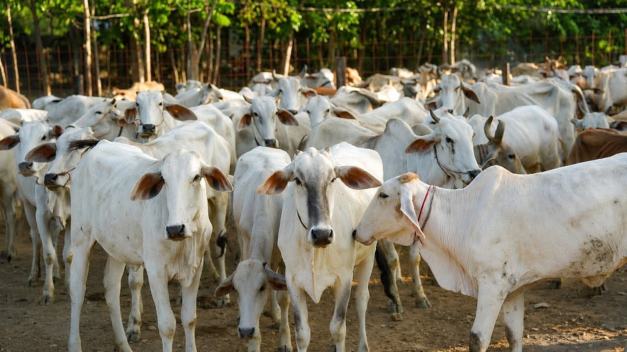 គោនៅតាមភូមិស្រុកស្រែ
