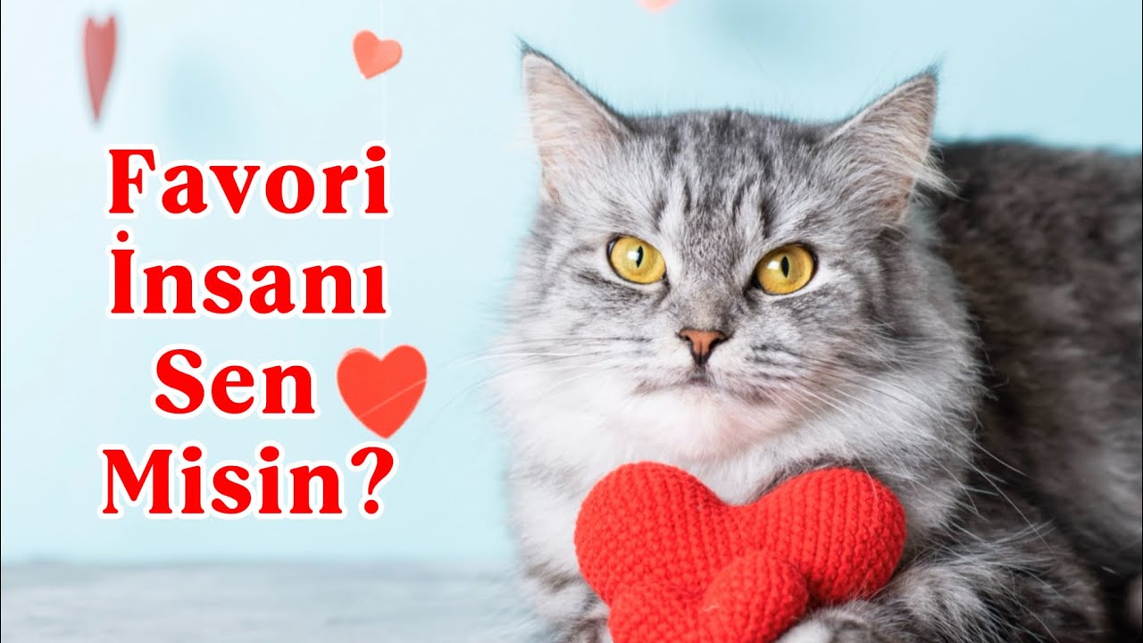 Kediniz Sizi Seçti mi? İşte 5 Gerçek Sevgi Belirtisi 😻