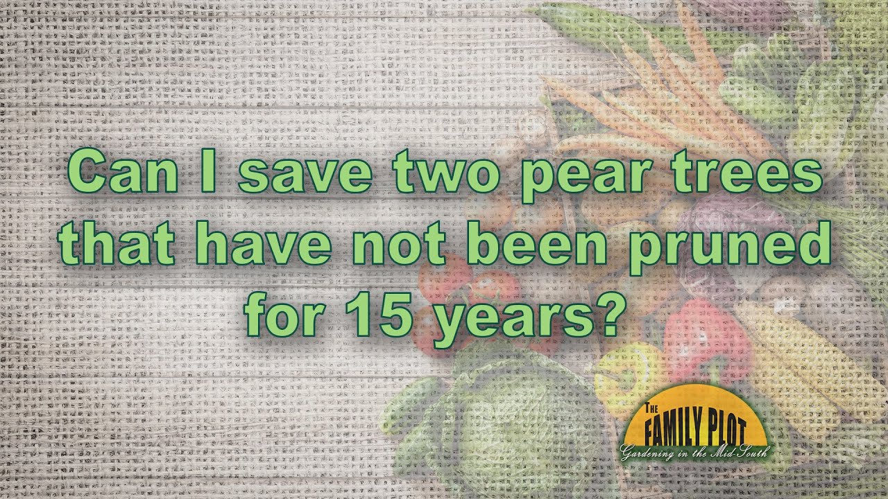 Can I save two overgrown pear trees? They have not been pruned in 15 years.