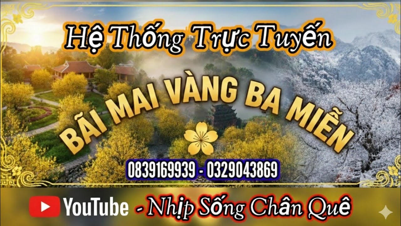 Nhịp Sống Chân Quê đang phát trực tiếp! Mai Vàng Ba Miền