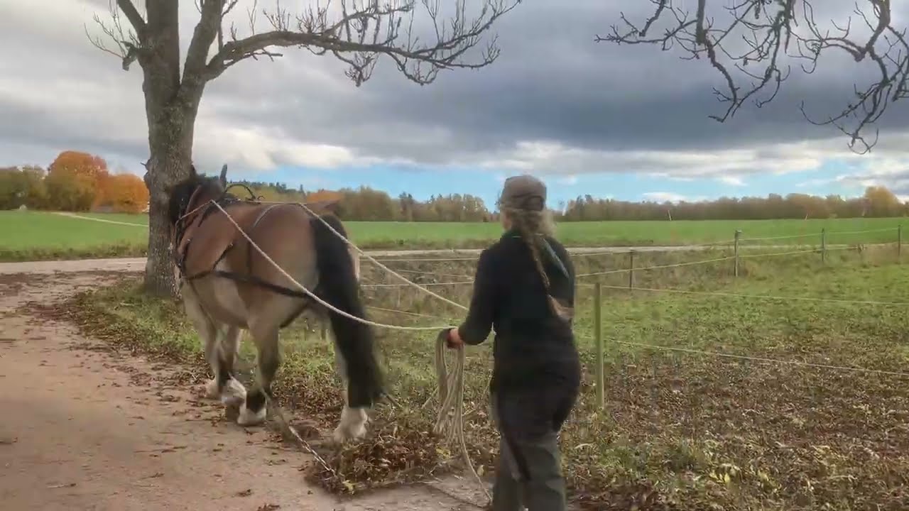Ture's Forestry Work 1