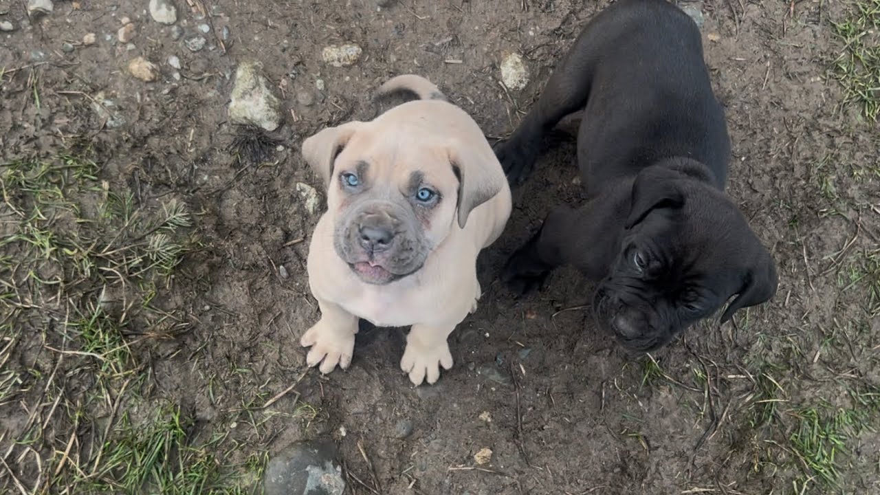 Olympicdogs: Stogan x Suprema pups@6 wks.  Giant, athletic Mastiff/Dane hybrids
