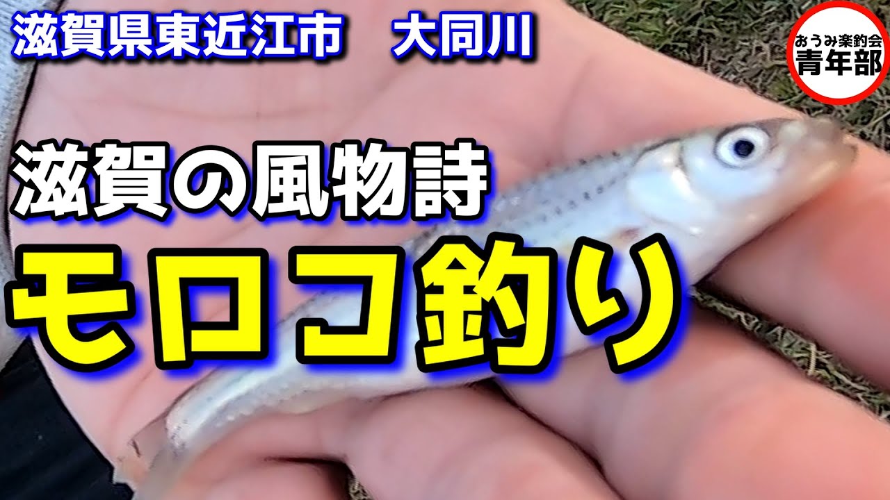 【釣り・琵琶湖】滋賀の風物詩　モロコ釣り