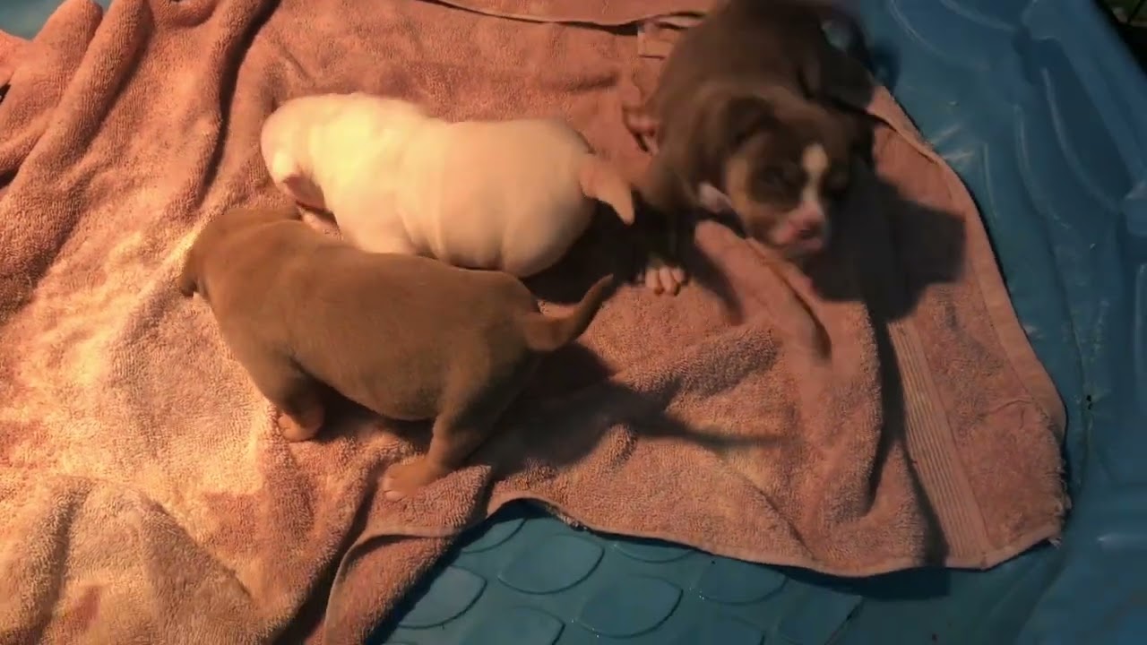 American Bullies: #puppies#pockets#micro#breeding#strt8bulkynobs#acgskamp#abkc#ukc#akc#bullies