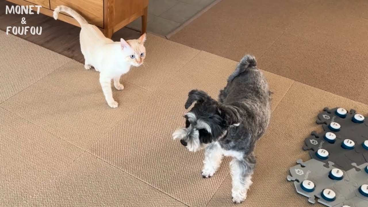 「ママ見て！」猫がボタンで教えてくれたこと