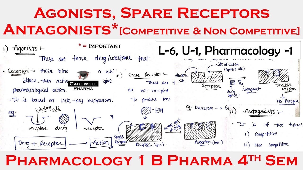 Agonists | Antagonist | Spare Receptors | L-6, U-1 | pharmacology 4th semester