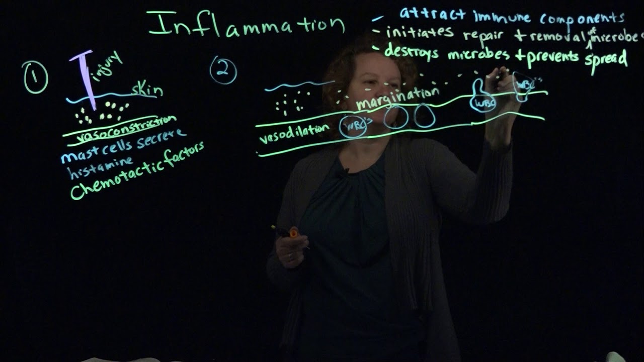 Stages of Inflammation