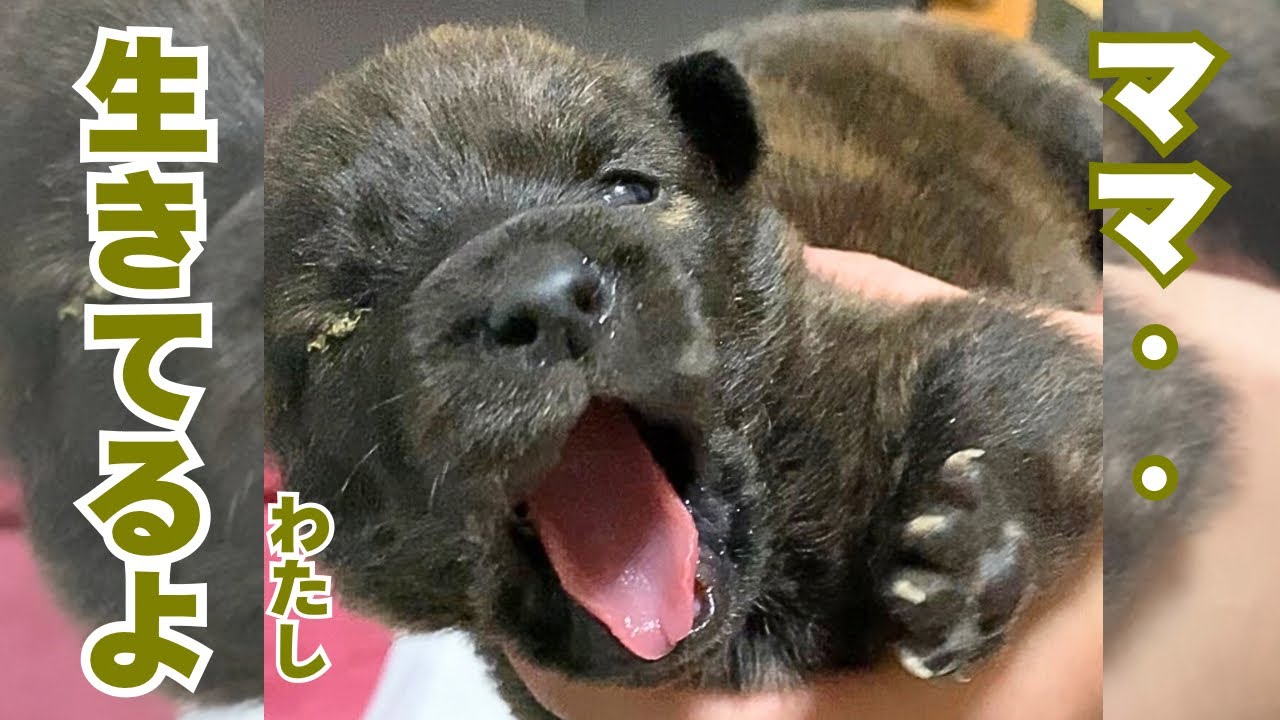 【実話】生後わずか5日。凍える寒さの中に遺棄された子犬5頭を緊急保護しました。 