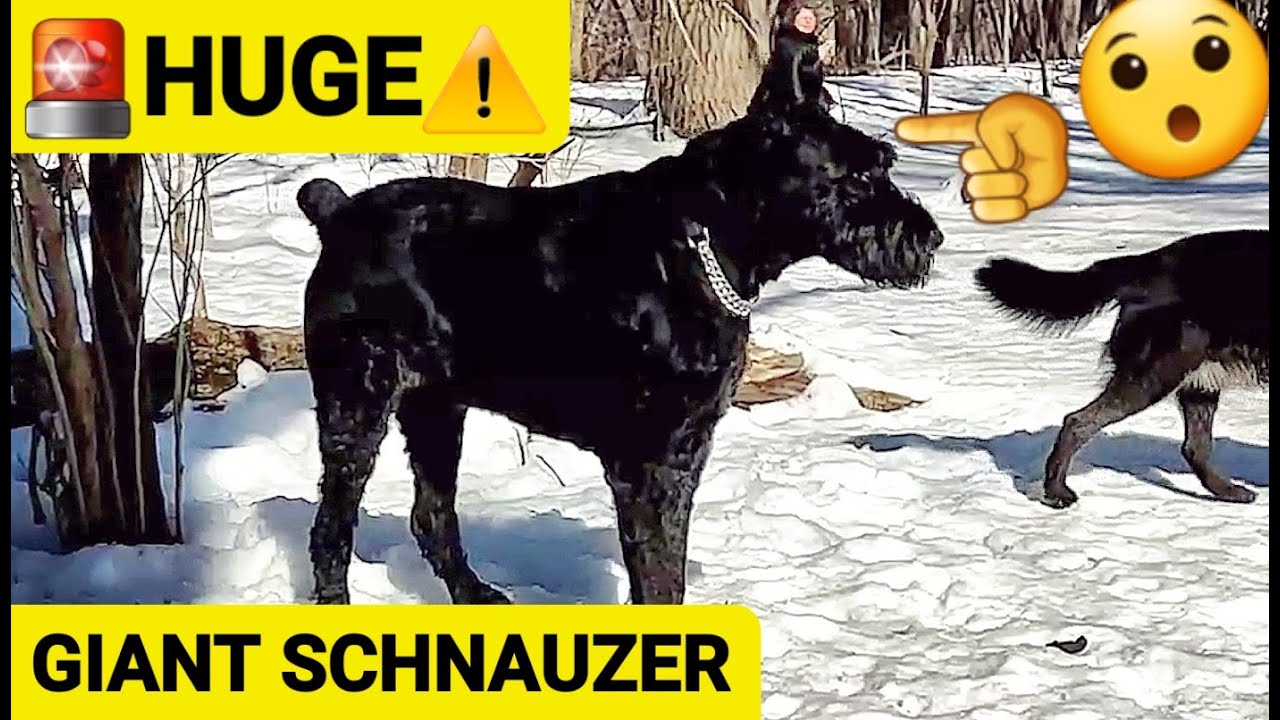 HUGE Giant Schnauzer at Dog Park!
