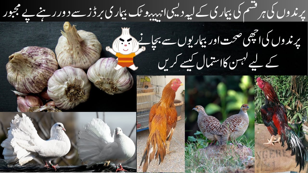 Best Antibiotic , Antibacterial, Antiviral, Antifungal, Antiprotozoal & Immunobooster for Chickens