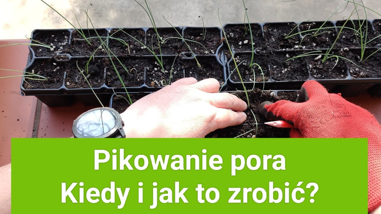 Pikowanie pora. Kiedy i jak to zrobić?