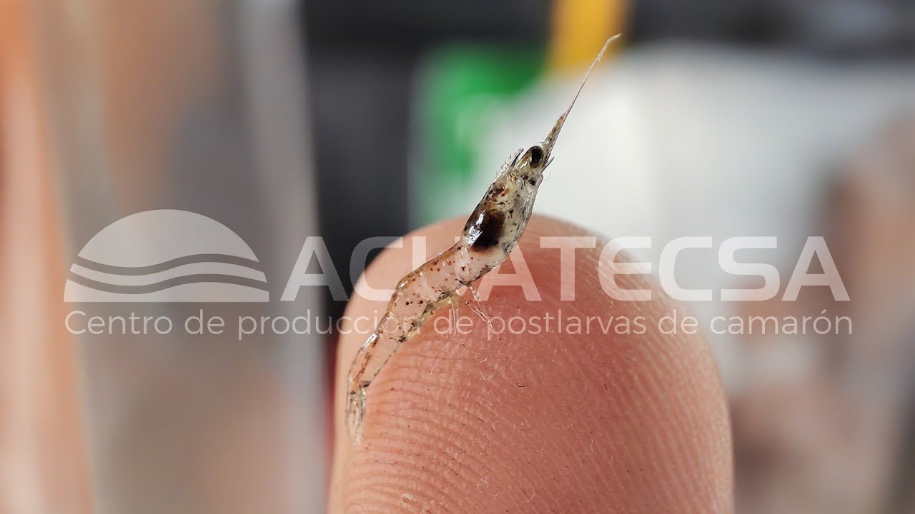 ACUATECSA - Somos productores de la mejor postlarva de camar&oacute;n del Ecuador.