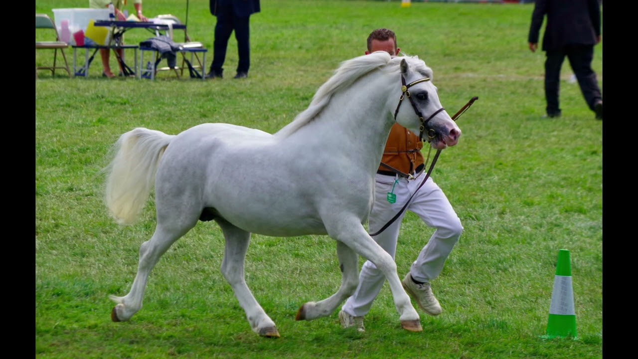 Royal Welsh '22 Youngstock Section A