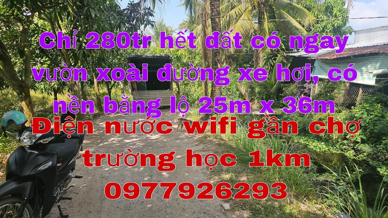Vườn xoài cát 7 năm có nền bằng lộ 25 x 36 giá rẻ 280tr hết đất, xe hơi tới chổ y hình