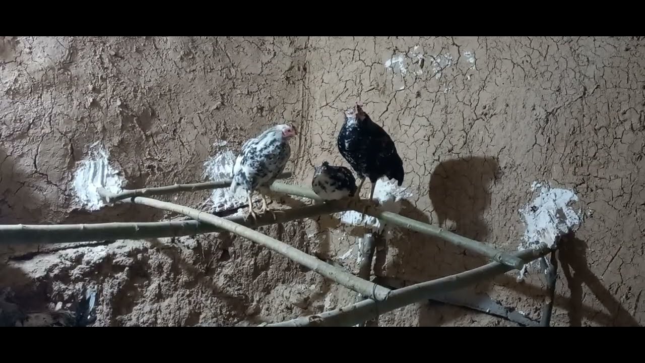  chicken vlog