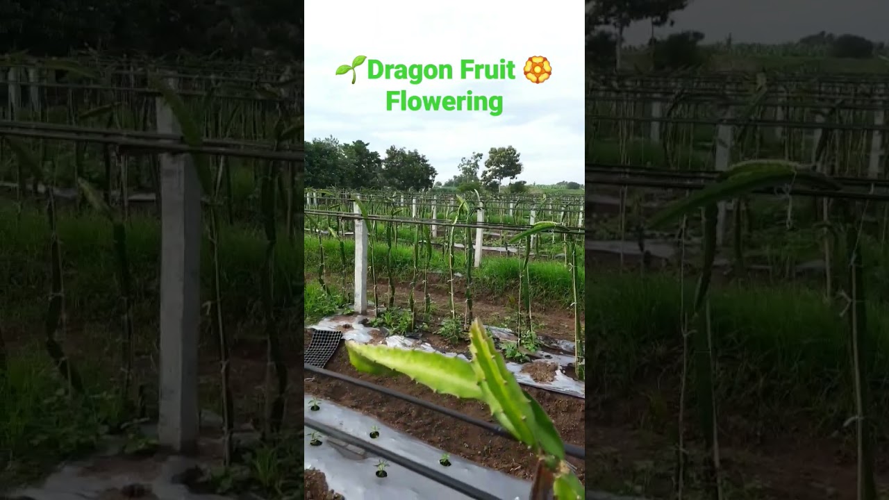 #Dragon fruit First flowring. @#Modern Orchard farming