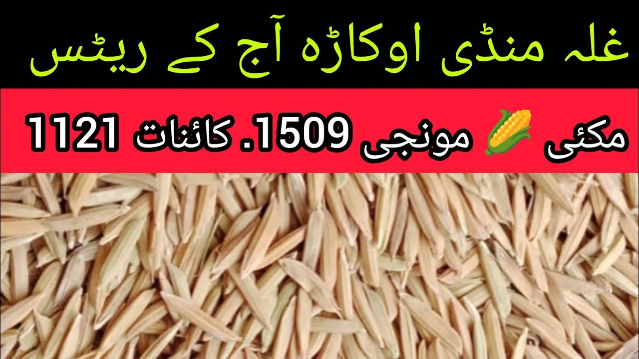 Today Maize & Munji Rates in Okara Mandi 26-03-2026 | Latest Corn Price Pakistan