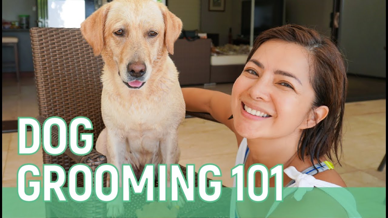 DOG GROOMING 101 // Alice Dixson