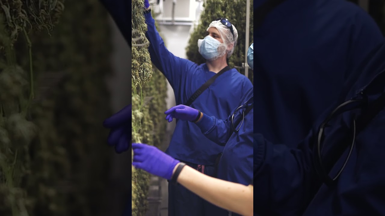 Tout sur le s&eacute;chage du cannabis chez Origine Nature! 🌿