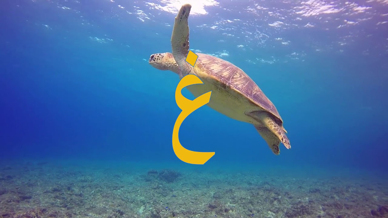 LEARN THE ARABIC ALPHABETS IN THE OCEAN WATER (NEW 2019!!)| Alif ba ta in the ocean NEW 2019