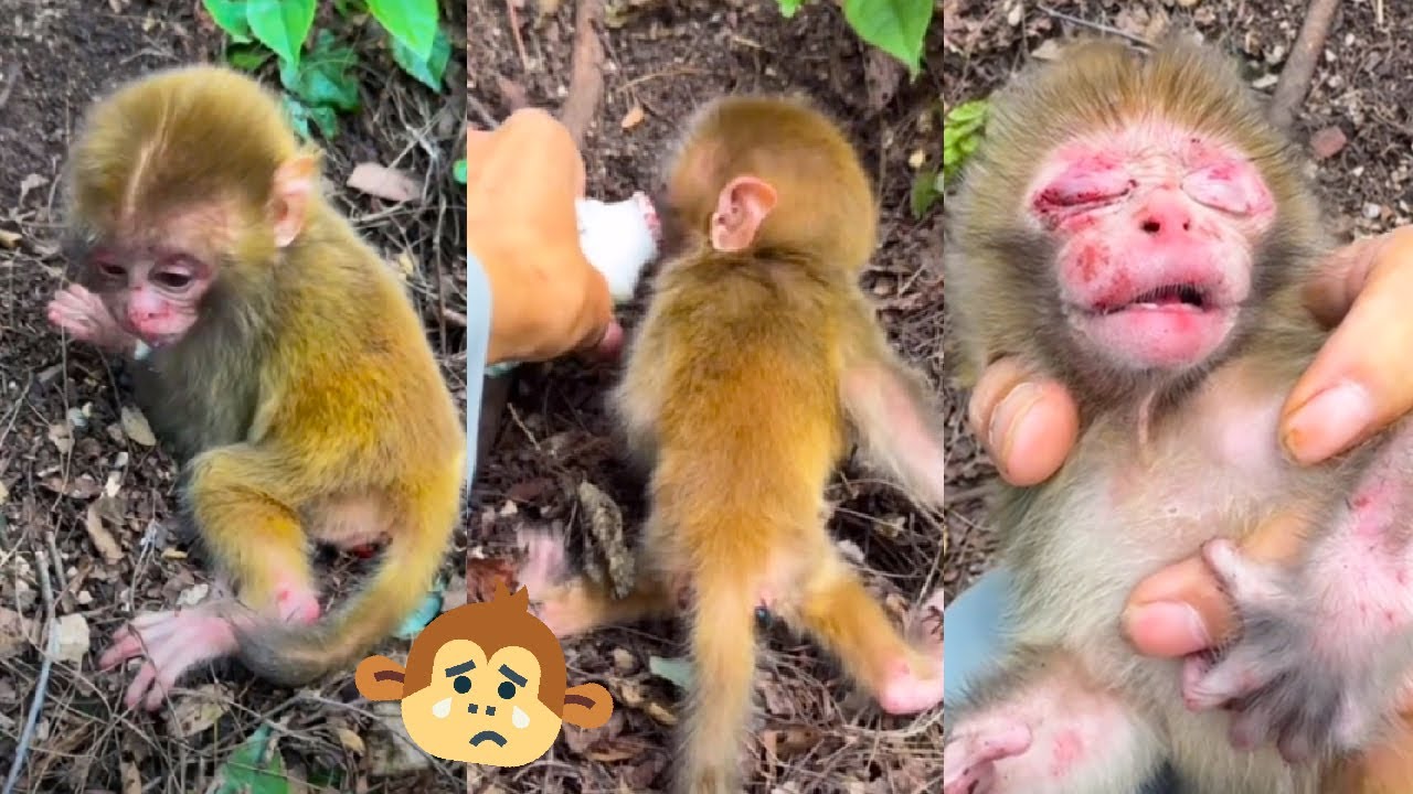 baby monkey was abandoned when it was just born, the baby monkey cried loudly calling for its mother