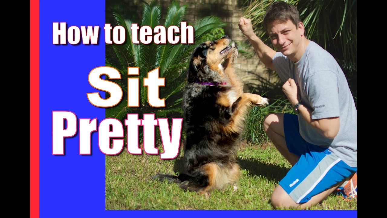 Dog Trick! How to Train Your Dog to Sit Pretty!
