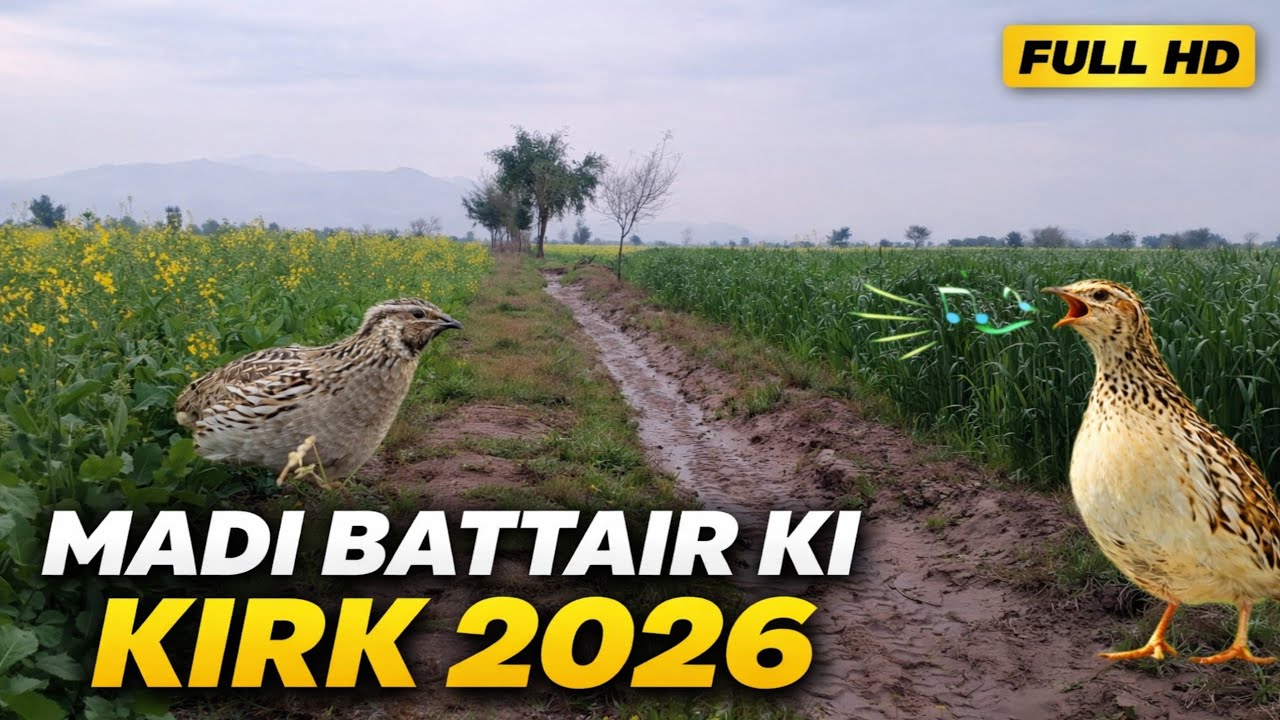 Madi Batair Ki Kirk 2026,Female Quail  Sound  | New Sound 2026,Madi Batair Ki Zabardast Kirk 2026