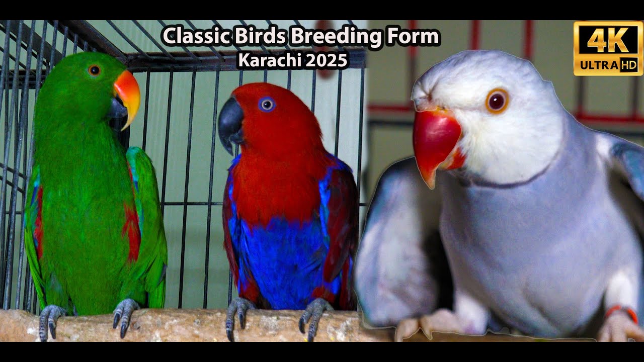 Classic Birds Breeding Farm 2025 Karachi | Exotic Parrots Macaw Cockatoos  Ringneck Parrot Mutations