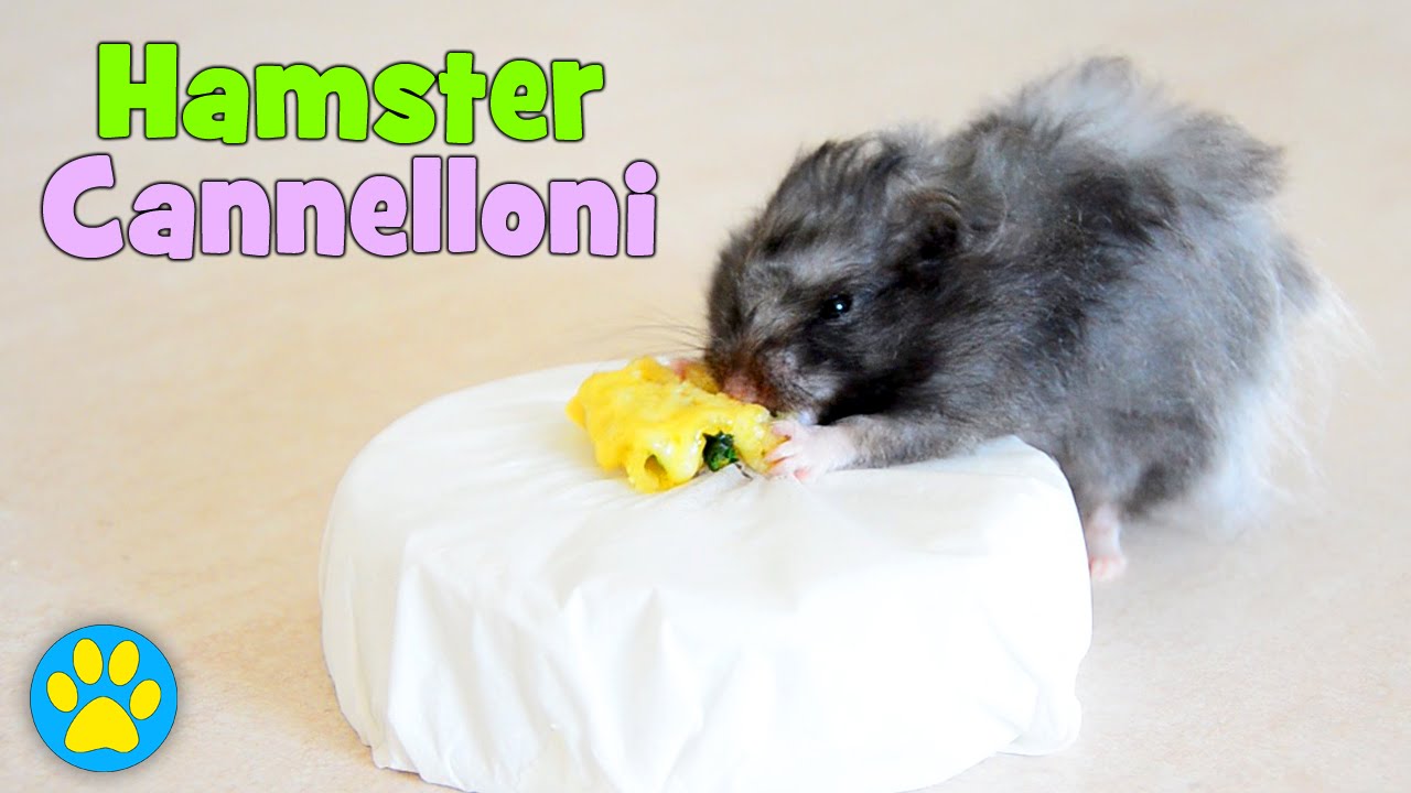 Hamster Cannelloni | Baking For Pets