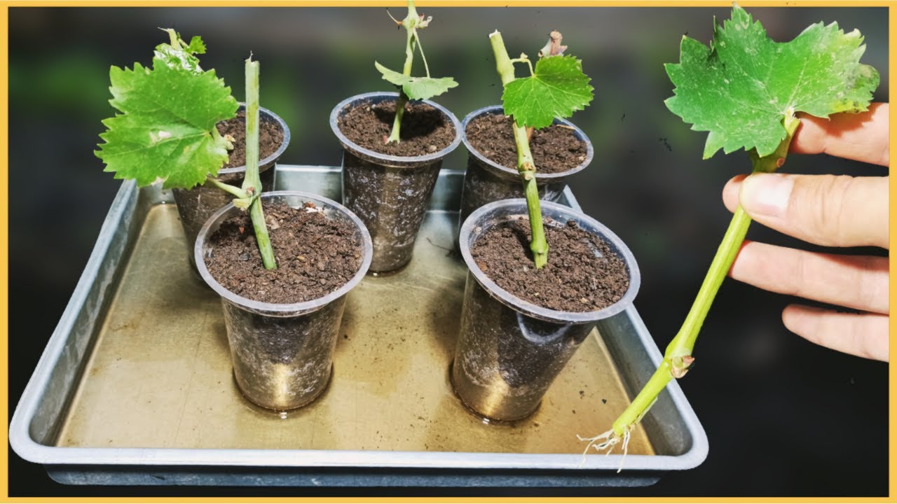 Using Plastic Cups to Root Grape Cuttings/ How To Grow Grapes  from cutting/JYZ Garden