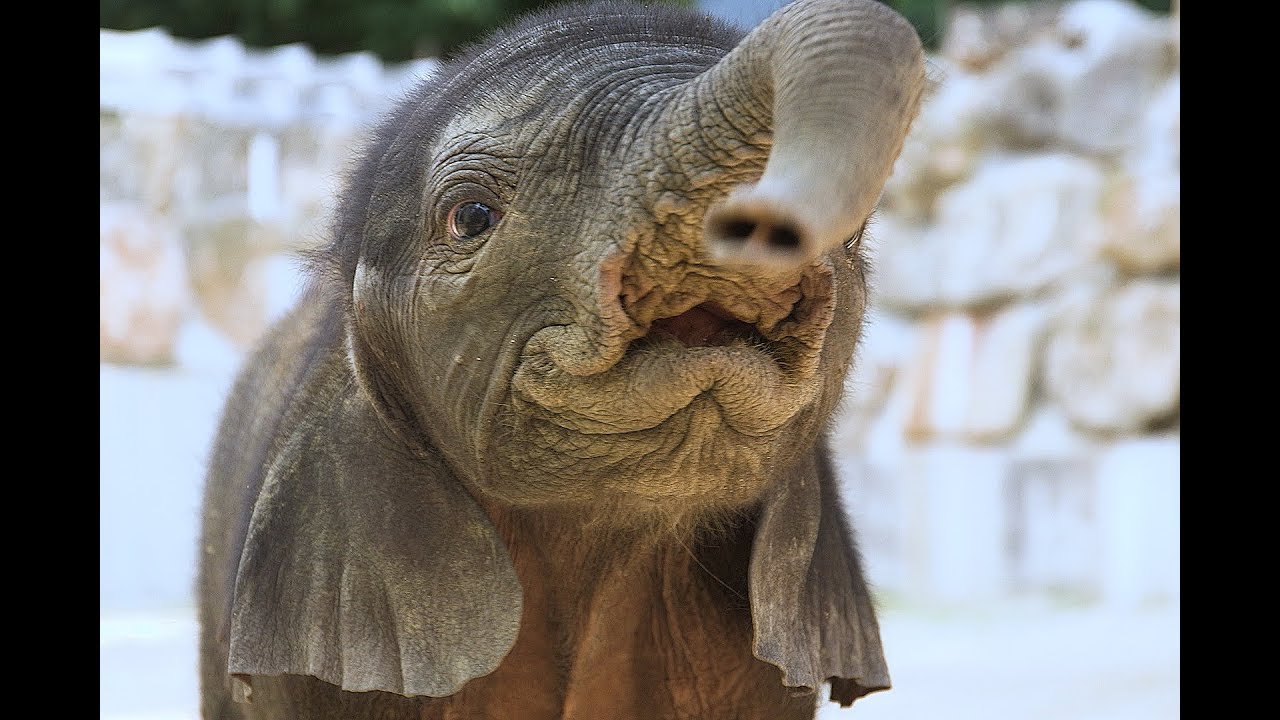 Ihr habt gewählt - Elefantenbaby bekommt Namen I Tiergarten Schönbrunn