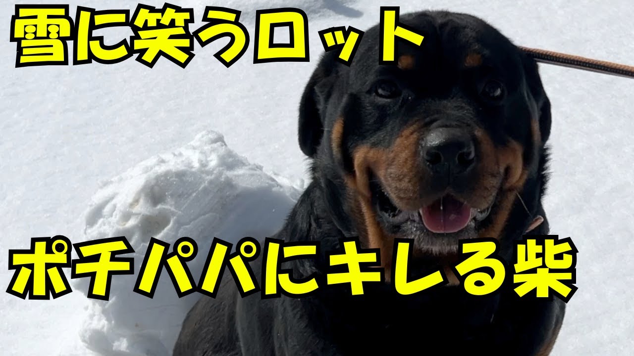 初めての雪だるま作りに笑える一コマ♡