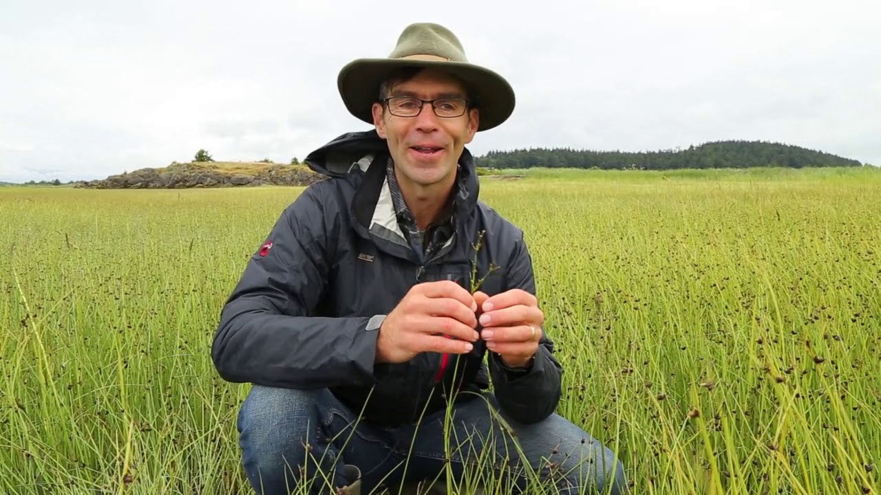 Salt Marsh vegetation of the Pacific Northwest