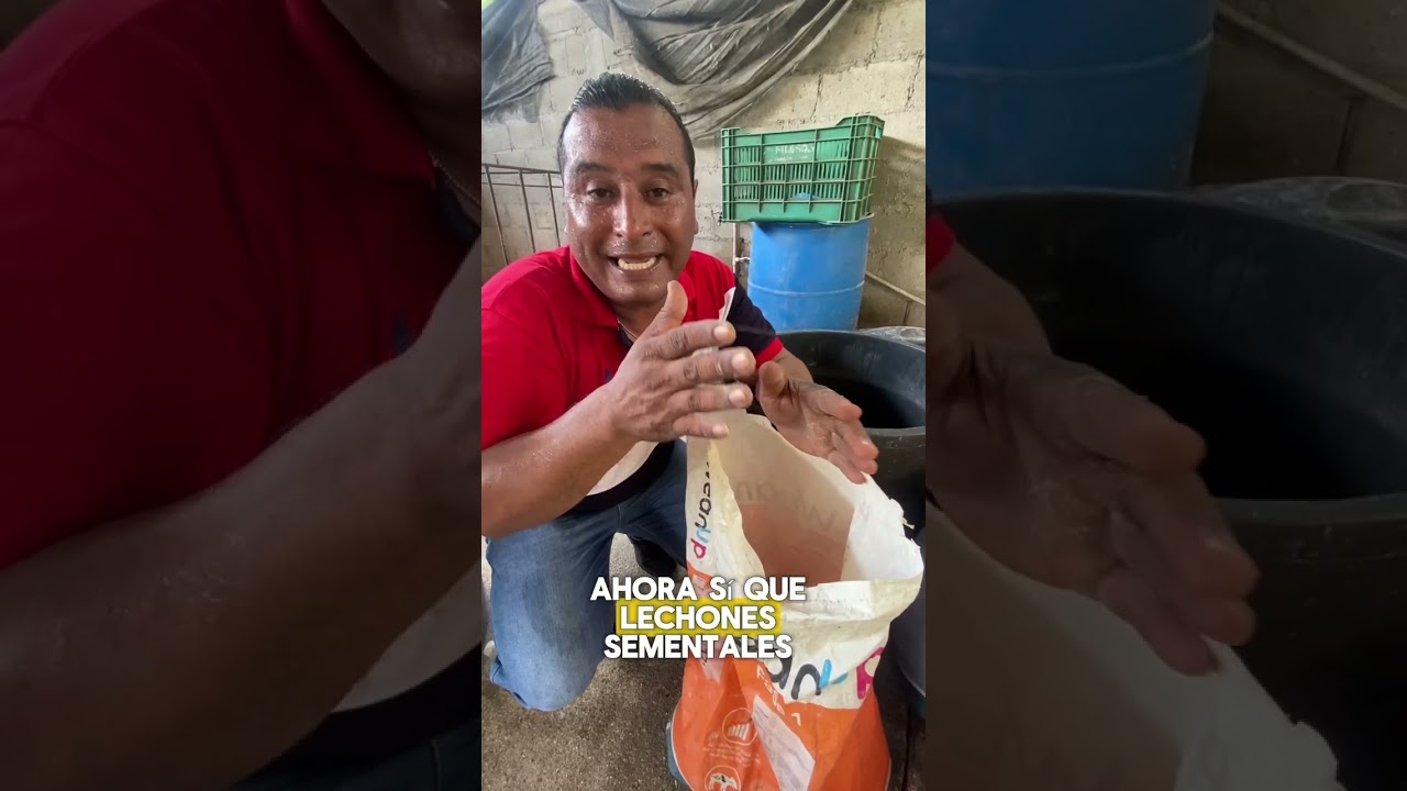 &iexcl;Un tip infalible es la alimentaci&oacute;n en nuestros cerdos, mira que alimento necesita tu cerdo!🐷🐖
