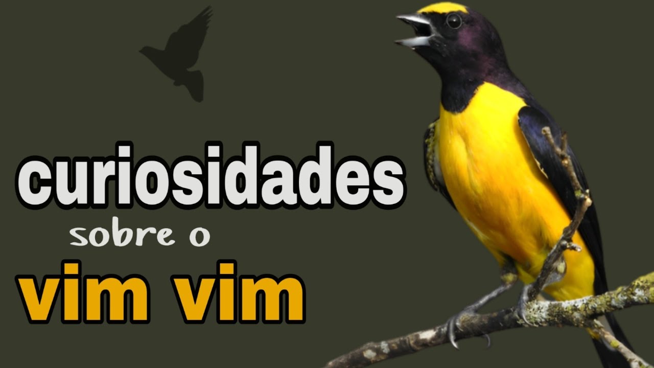 vim-vim: Cantos e comportamento do fim-fim, ave que imita