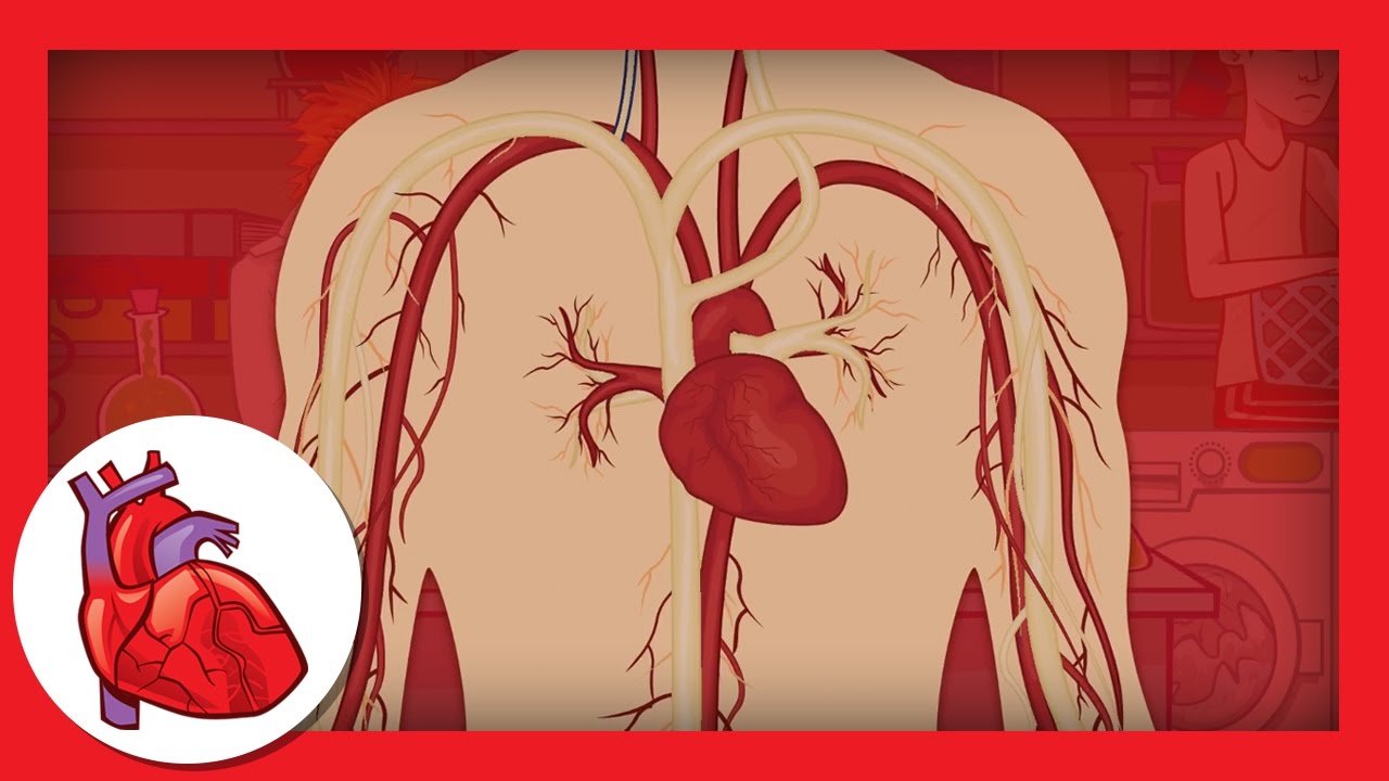 What are veins and arteries?