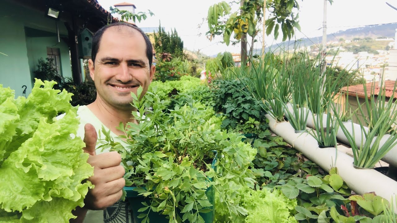 COMO PLANTAR SALSINHA PARA QUE ELA DURE MAIS