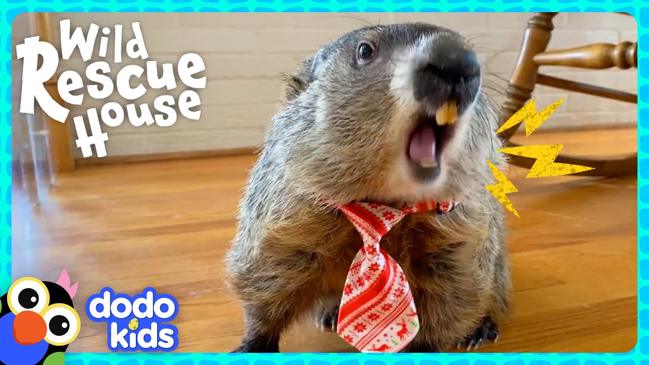 Major The Groundhog Needs Help Finding The Lost Baby Skunks! | Dodo Kids | Wild Rescue House