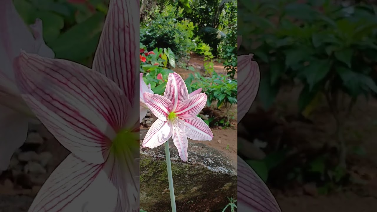 Does Anyone Know the Name of This Beautiful Flower #BeautifulFlower #NatureLovers #FlowerVideo