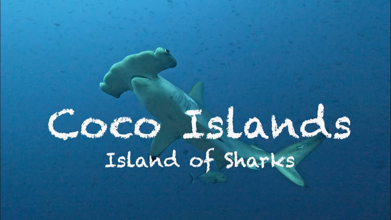 Coco Islands Trip (4K) Diving in November, SeaHunter, Isla del Coco, scuba diving in Costa Rica