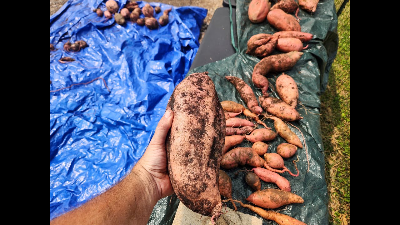 Sweet Potato Harvest 2024: Our Variety|Amendments|How We Keep Voles Away!